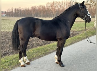 Warmblood pesado, Caballo castrado, 3 años, 167 cm, Negro