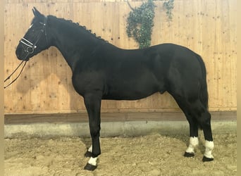 Warmblood pesado, Caballo castrado, 3 años, 167 cm, Negro