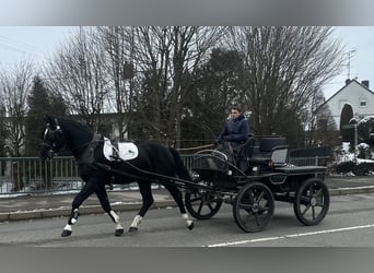 Warmblood pesado, Caballo castrado, 3 años, 167 cm, Negro