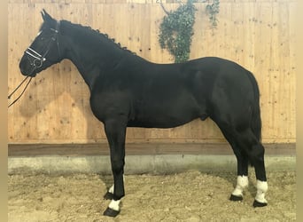 Warmblood pesado, Caballo castrado, 3 años, 167 cm, Negro