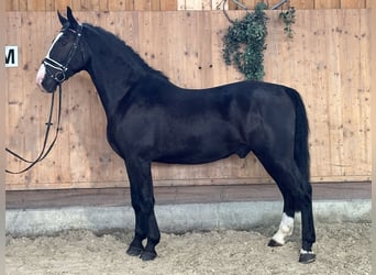 Warmblood pesado, Caballo castrado, 3 años, 167 cm, Negro