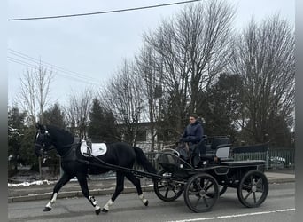 Warmblood pesado, Caballo castrado, 3 años, 167 cm, Negro