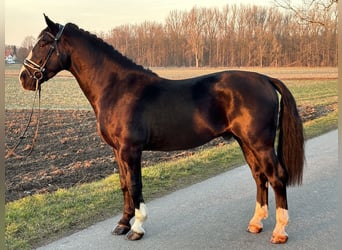 Warmblood pesado, Caballo castrado, 3 años, 167 cm, Negro