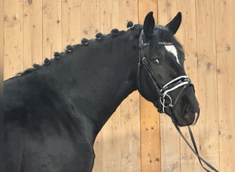 Warmblood pesado, Caballo castrado, 3 años, 167 cm, Negro