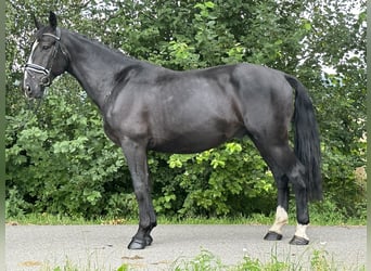Warmblood pesado, Caballo castrado, 3 años, 167 cm, Negro
