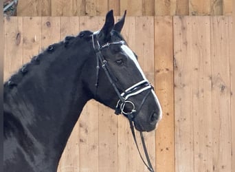 Warmblood pesado, Caballo castrado, 3 años, 167 cm, Negro