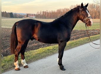 Warmblood pesado, Caballo castrado, 3 años, 167 cm, Negro