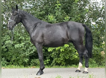 Warmblood pesado, Caballo castrado, 3 años, 167 cm, Negro