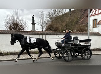 Warmblood pesado, Caballo castrado, 3 años, 167 cm, Negro