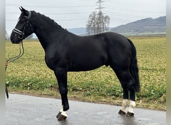 Warmblood pesado, Caballo castrado, 3 años, 167 cm, Negro