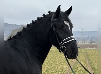 Warmblood pesado, Caballo castrado, 3 años, 167 cm, Negro