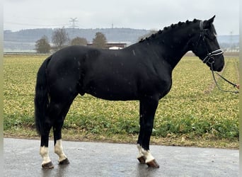 Warmblood pesado, Caballo castrado, 3 años, 167 cm, Negro