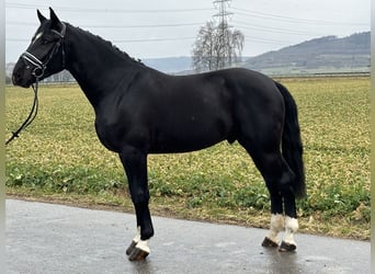 Warmblood pesado, Caballo castrado, 3 años, 167 cm, Negro