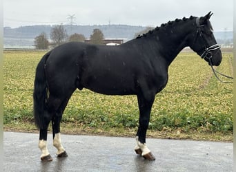 Warmblood pesado, Caballo castrado, 3 años, 167 cm, Negro