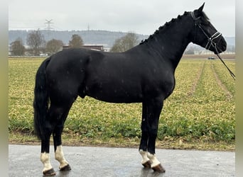 Warmblood pesado, Caballo castrado, 3 años, 167 cm, Negro