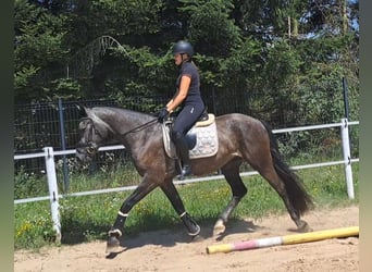 Warmblood pesado Mestizo, Caballo castrado, 3 años, 167 cm, Tordillo negro