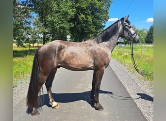 Warmblood pesado Mestizo, Caballo castrado, 3 años, 167 cm, Tordillo negro