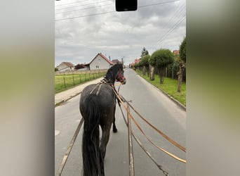 Warmblood pesado Mestizo, Caballo castrado, 3 años, 167 cm, Tordillo negro