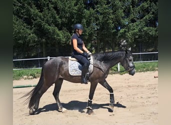 Warmblood pesado Mestizo, Caballo castrado, 3 años, 167 cm, Tordillo negro