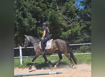 Warmblood pesado Mestizo, Caballo castrado, 3 años, 167 cm, Tordillo negro