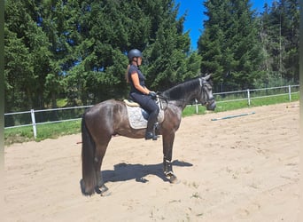 Warmblood pesado Mestizo, Caballo castrado, 3 años, 167 cm, Tordillo negro