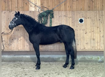 Warmblood pesado, Caballo castrado, 3 años, 167 cm, Tordillo negro
