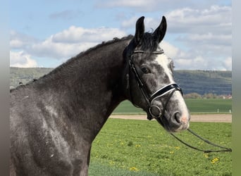 Warmblood pesado, Caballo castrado, 3 años, 167 cm, Tordo