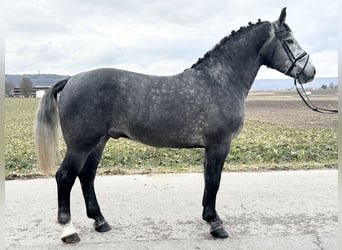 Warmblood pesado, Caballo castrado, 3 años, 167 cm, Tordo rodado