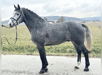 Warmblood pesado, Caballo castrado, 3 años, 167 cm, Tordo rodado