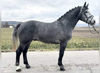 Warmblood pesado, Caballo castrado, 3 años, 167 cm, Tordo rodado