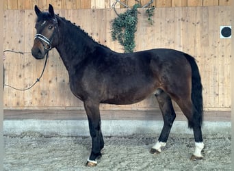 Warmblood pesado, Caballo castrado, 3 años, 168 cm, Castaño