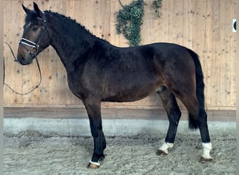 Warmblood pesado, Caballo castrado, 3 años, 168 cm, Castaño