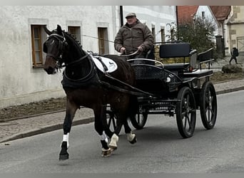 Warmblood pesado, Caballo castrado, 3 años, 168 cm, Castaño