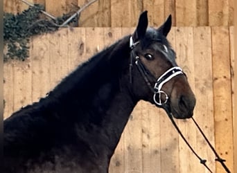 Warmblood pesado, Caballo castrado, 3 años, 168 cm, Castaño