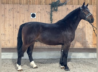 Warmblood pesado, Caballo castrado, 3 años, 168 cm, Castaño