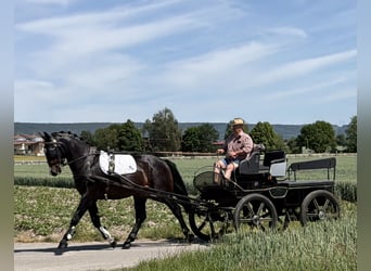 Warmblood pesado, Caballo castrado, 3 años, 168 cm, Castaño oscuro