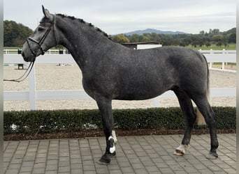 Warmblood pesado, Caballo castrado, 3 años, 168 cm, Tordo