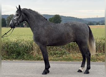 Warmblood pesado, Caballo castrado, 3 años, 168 cm, Tordo rodado