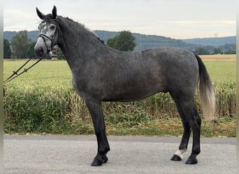 Warmblood pesado, Caballo castrado, 3 años, 168 cm, Tordo rodado