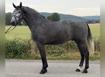 Warmblood pesado, Caballo castrado, 3 años, 168 cm, Tordo rodado