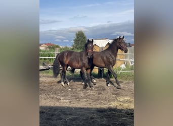 Warmblood pesado, Caballo castrado, 3 años, 170 cm, Castaño