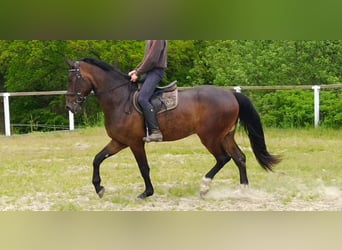 Warmblood pesado, Caballo castrado, 3 años, Castaño