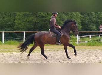 Warmblood pesado, Caballo castrado, 3 años, Castaño
