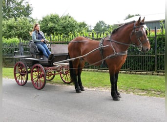 Warmblood pesado, Caballo castrado, 4 años, 155 cm