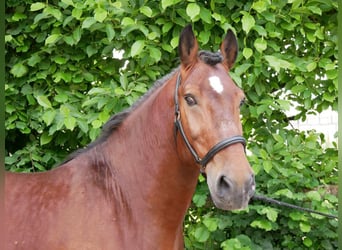 Warmblood pesado, Caballo castrado, 4 años, 155 cm