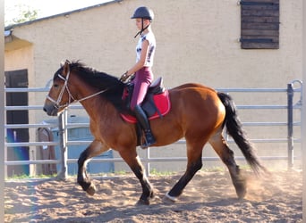 Warmblood pesado, Caballo castrado, 4 años, 155 cm, Castaño oscuro