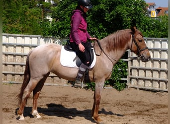 Warmblood pesado, Caballo castrado, 4 años, 155 cm, Castaño oscuro