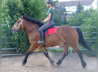 Warmblood pesado, Caballo castrado, 4 años, 155 cm, Castaño oscuro