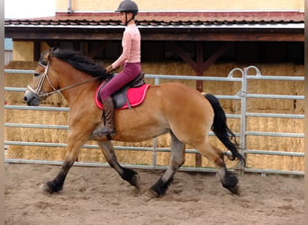 Warmblood pesado, Caballo castrado, 4 años, 155 cm, Castaño oscuro