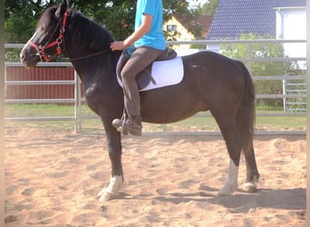 Warmblood pesado Mestizo, Caballo castrado, 4 años, 155 cm, Negro